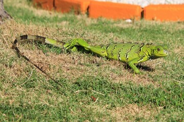 grüner Leguan