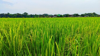 Green rice fild in the morning