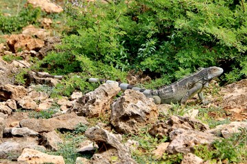grüner Leguan Curacao