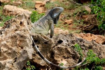 Grüner Leguan Nationalpark Shete Boka, Curacao 