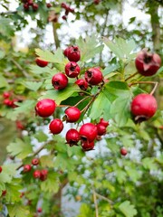 Red currant bush, hawthorn berries on branch