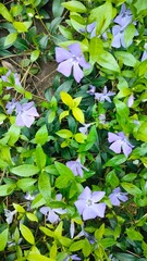 Veronica repens, creeping sweepdwell flower in grass