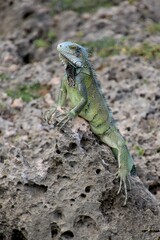 grüner Leguan Curacao