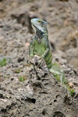 Grüner Leguan Nationalpark Shete Boka, Curacao 