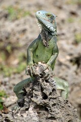 Grüner Leguan Nationalpark Shete Boka, Curacao 