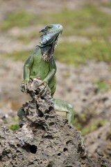 Grüner Leguan Nationalpark Shete Boka, Curacao 