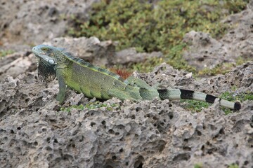 Grüner Leguan Nationapark Shete Boka, Curacao