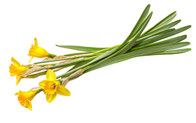 A Bright Daffodil Symbolizing St David's Day Isolated On Transparent Background.