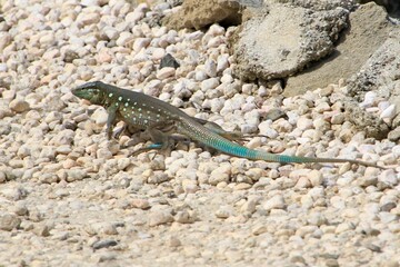 Peitschenschwanzechse