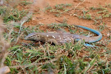 Peitschenschwanzechse