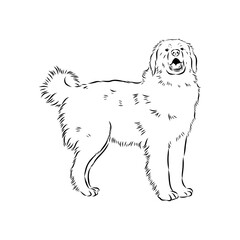 tornjac dog, vector, realistic vector sketch isolated on white