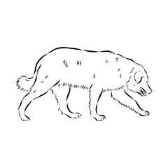 tornjac dog, vector, realistic vector sketch isolated on white