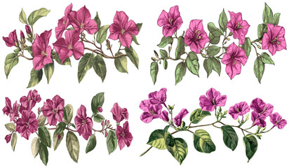 Bougainvillea blooms, bright magenta with green leaves, vintage engraving style sketch, floral illustration, botanical artwork, floral sketch, vintage botanical print, nature art