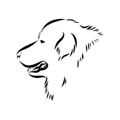 tornjac dog, vector, realistic vector sketch isolated on white