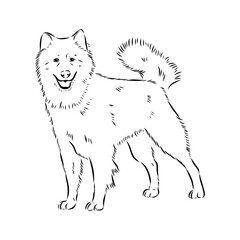 Illustration, outline. Thai bangkaew dog silhouette. sitting position from behind