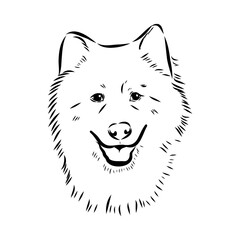 Illustration, outline. Thai bangkaew dog silhouette. sitting position from behind