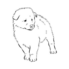 Illustration, outline. Thai bangkaew dog silhouette. sitting position from behind