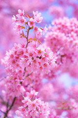 Beautiful Sakura or Cherry Blossom flowers bloom on the high mountain. The famous place of travel attraction destination at Doi Inthanon National Park Chiang Mai, Thailand.