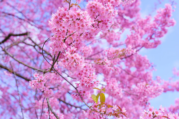 Beautiful Sakura or Cherry Blossom flowers bloom on the high mountain. The famous place of travel attraction destination at Doi Inthanon National Park Chiang Mai, Thailand.