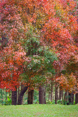 Naklejka premium Beautiful nature of the Maple trees covered with red leaves with the Sakura flowers and trees blooming blossom on the green grass in the park with blue sky. Background freshness of nature.