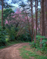The beautiful nature of transportation requires a 4-wheel drive vehicle to travel through rugged terrain in remote rainforest areas in Chiang Mai, Thailand. Adventure Off-Road life.