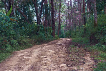 The beautiful nature of transportation requires a 4-wheel drive vehicle to travel through rugged terrain in remote rainforest areas in Chiang Mai, Thailand. Adventure Off-Road life.