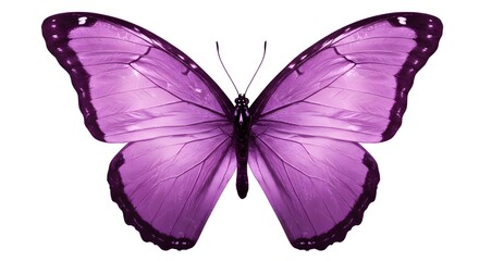 Obraz premium Purple Butterfly Wings Isolated on White Background