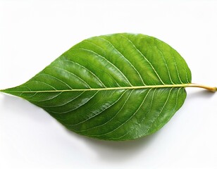 Obraz premium green leaf with visible veins on white background