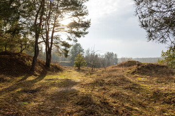 Morning landscape in the forest. Path through the forest