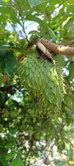 A fresh raw soursop on tree 