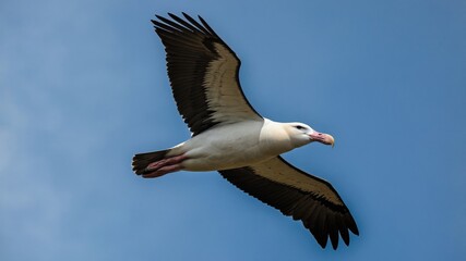 Fototapeta premium White-capped Albatross in Flight,Ocean Bird,Wildlife Photography