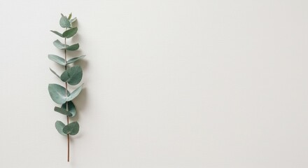 Minimalistic Photograph of Eucalyptus Branch on Light Background Perfect for Nature Themes and Botanical Studies