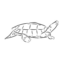 Slider Turtle, freshwater amphibian animal - Vector