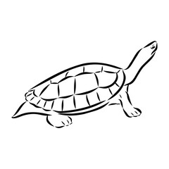 Slider Turtle, freshwater amphibian animal - Vector