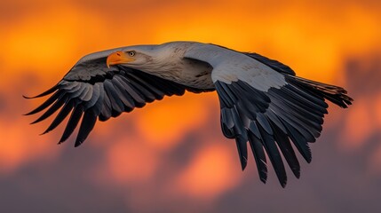 Fototapeta premium African fish eagle sunset flight, nature wildlife