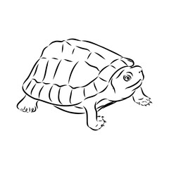 Slider Turtle, freshwater amphibian animal - Vector