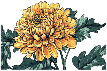 1990s floral design Chrysanthemum with bold yellow orange petals and deep green leaves, engraving style, antique botanical art, nature print, vintage floral, detailed illustration, vibrant flower