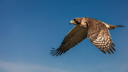 Majestic Peregrine Falcon in Flight,Blue Sky