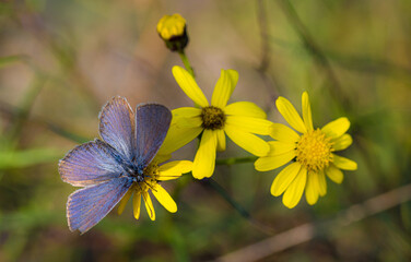 Fototapeta premium polyommatus icarus common blue butterfly on a senecio inaequidens or narrow-leaved ragwort