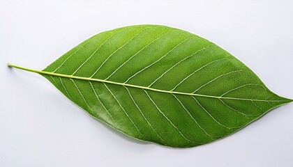 Obraz premium close up of green leaf with visible veins on white background