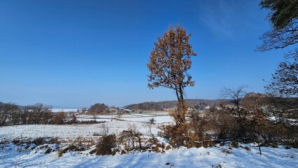 trees in the snow
