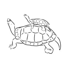 Slider Turtle, freshwater amphibian animal - Vector