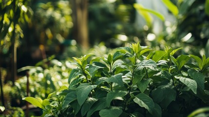 Obraz premium Lush Green Community Garden with Vibrant Vegetation and Growth