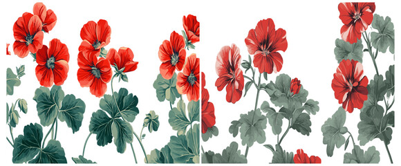 2040s Geranium with striking red flowers, complemented by green leaves and a classic engraving style, offering an elegant and artistic presentation