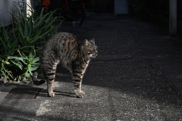 可愛い猫