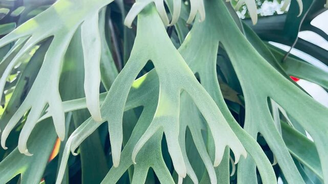 A Video close up of Platycerium coronarium is an epiphytic species of staghorn fern in the genus Platycerium.
