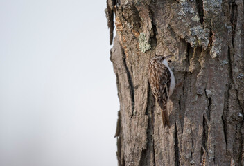 Brown Creeper