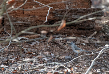 Tufted Titmouse