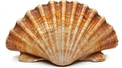 Scallop shell isolated white background ocean beach decor