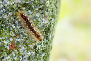 Goldafter (Euproctis chrysorrhoea) Raupe